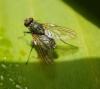 Phaonia palpata